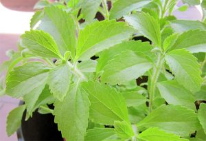 Stevia rebaudiana